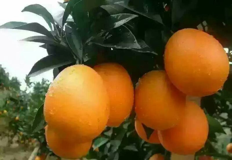 湖北宜昌秭归脐橙长虹脐橙黄心脐橙果园直发，电商**