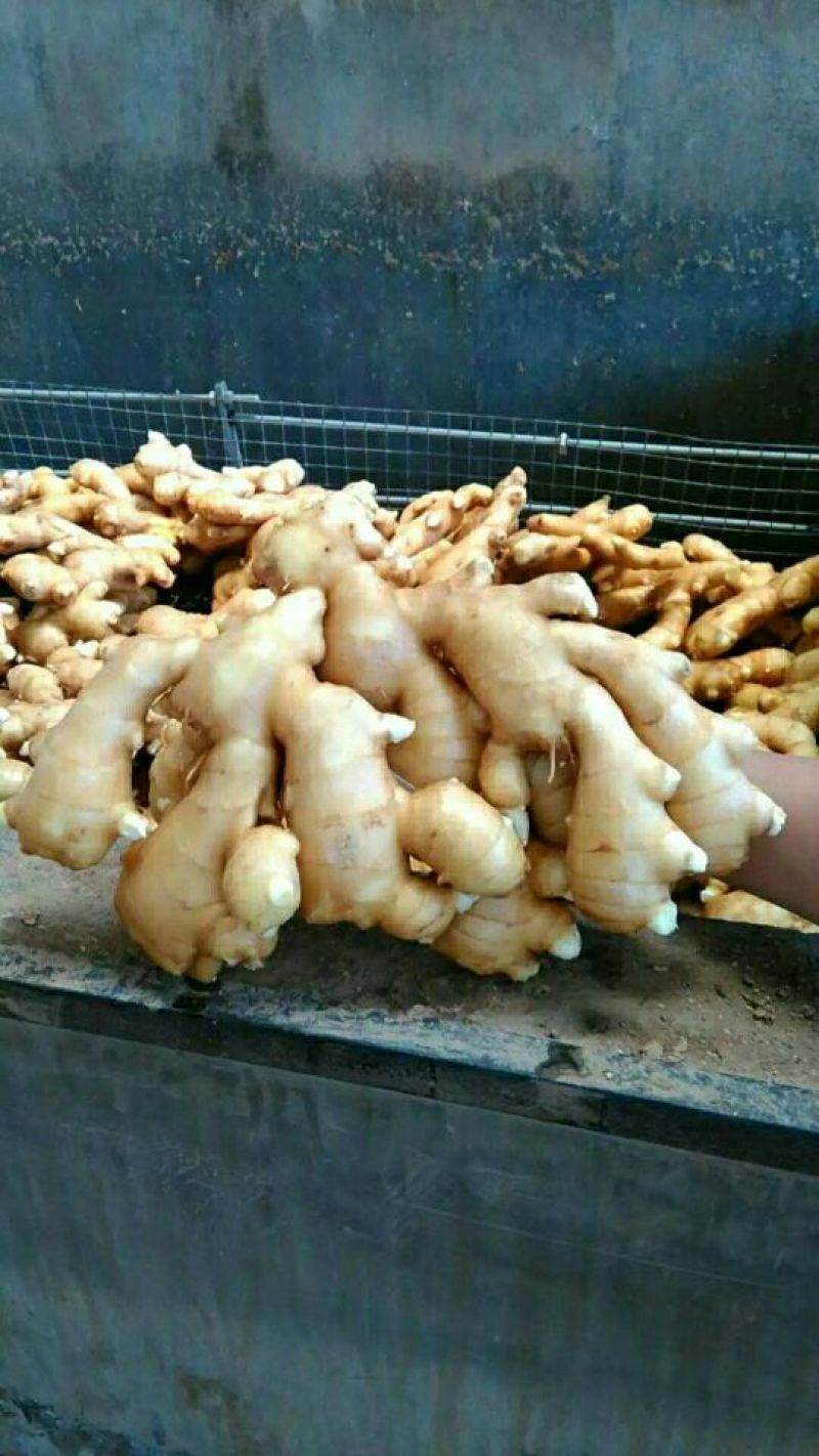 面姜2两以上带土