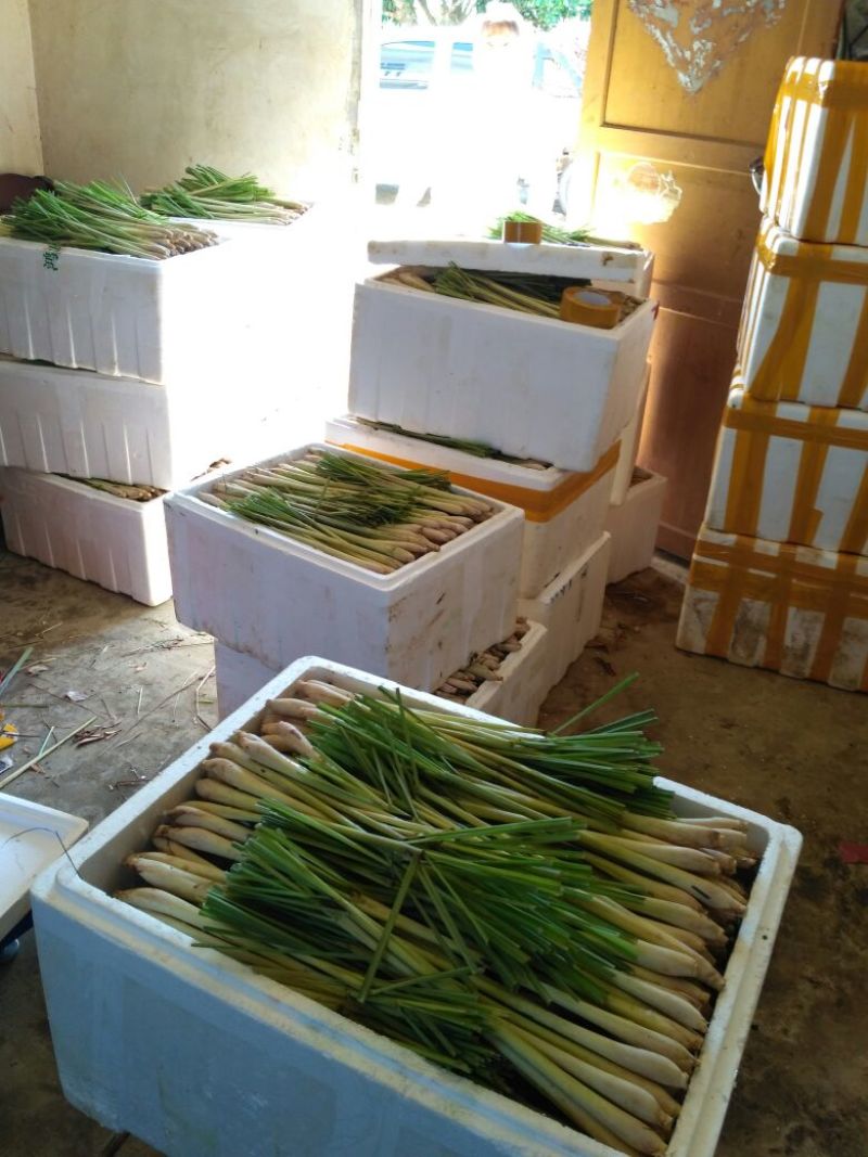 香茅，泰国香茅，柠檬香茅，越南香茅，基地