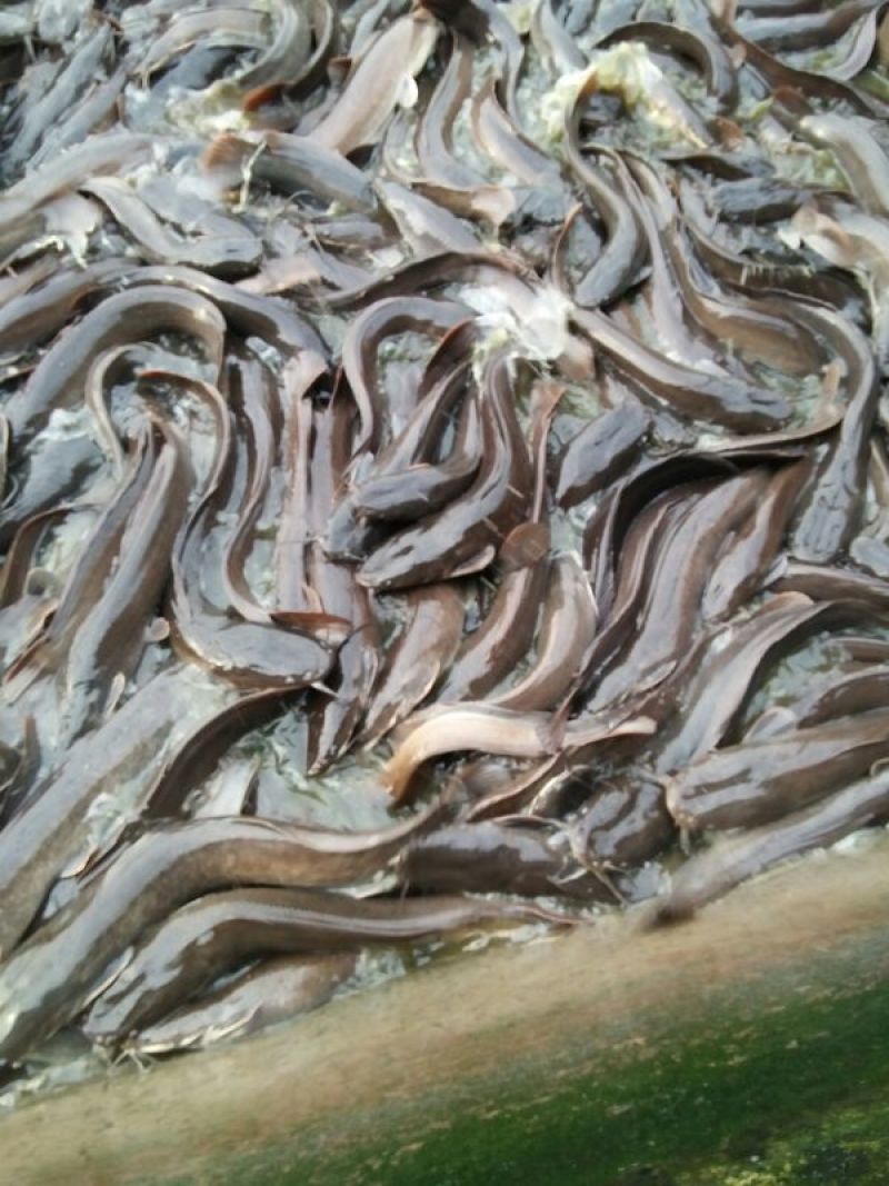 胡子鲶食用