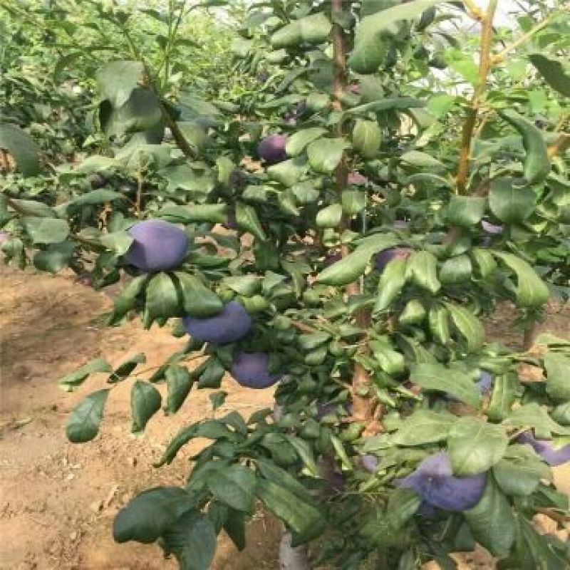 茵红李苗