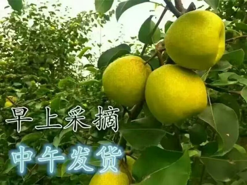砀山梨250~300g光果