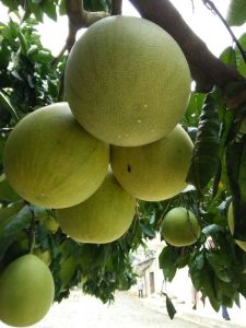 橘子湖北当阳市