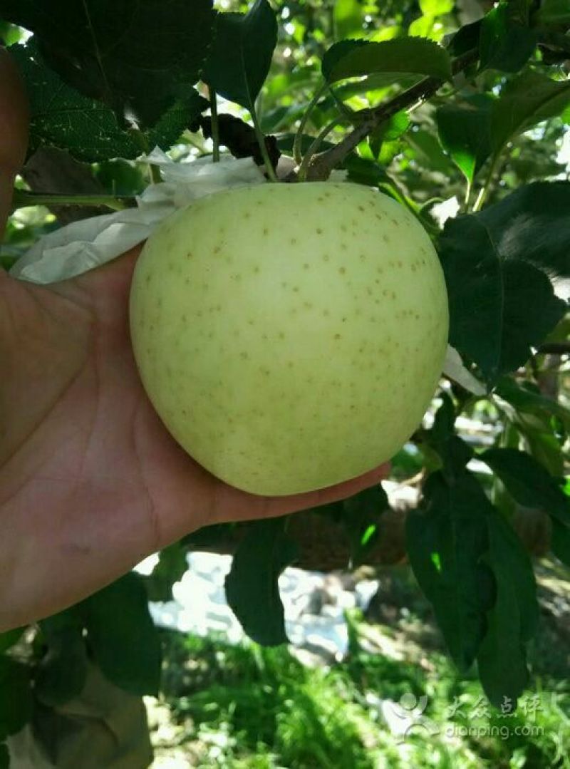 王林苹果75mm以上膜袋