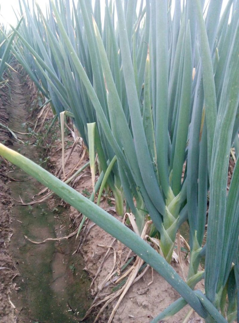 长白大葱净葱3cm左右
