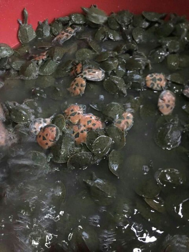 甲鱼苗鱼苗