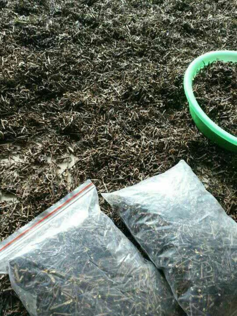 优质钩藤产地直供一手货源大山里的野生钩藤