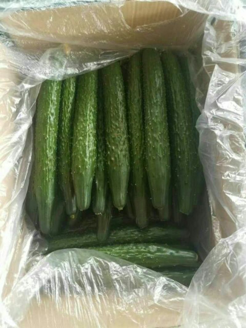 黄瓜干花带刺25公分以上