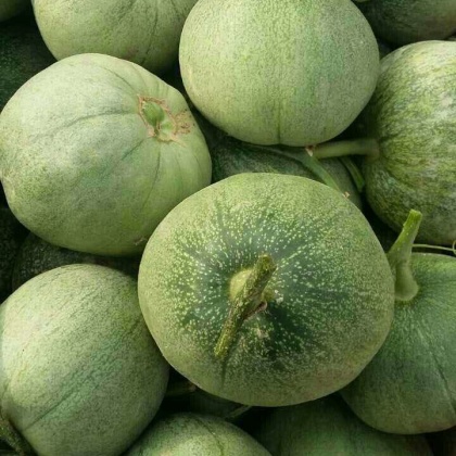 绿宝甜瓜河北沧州青县_批发_供应-一亩田农业