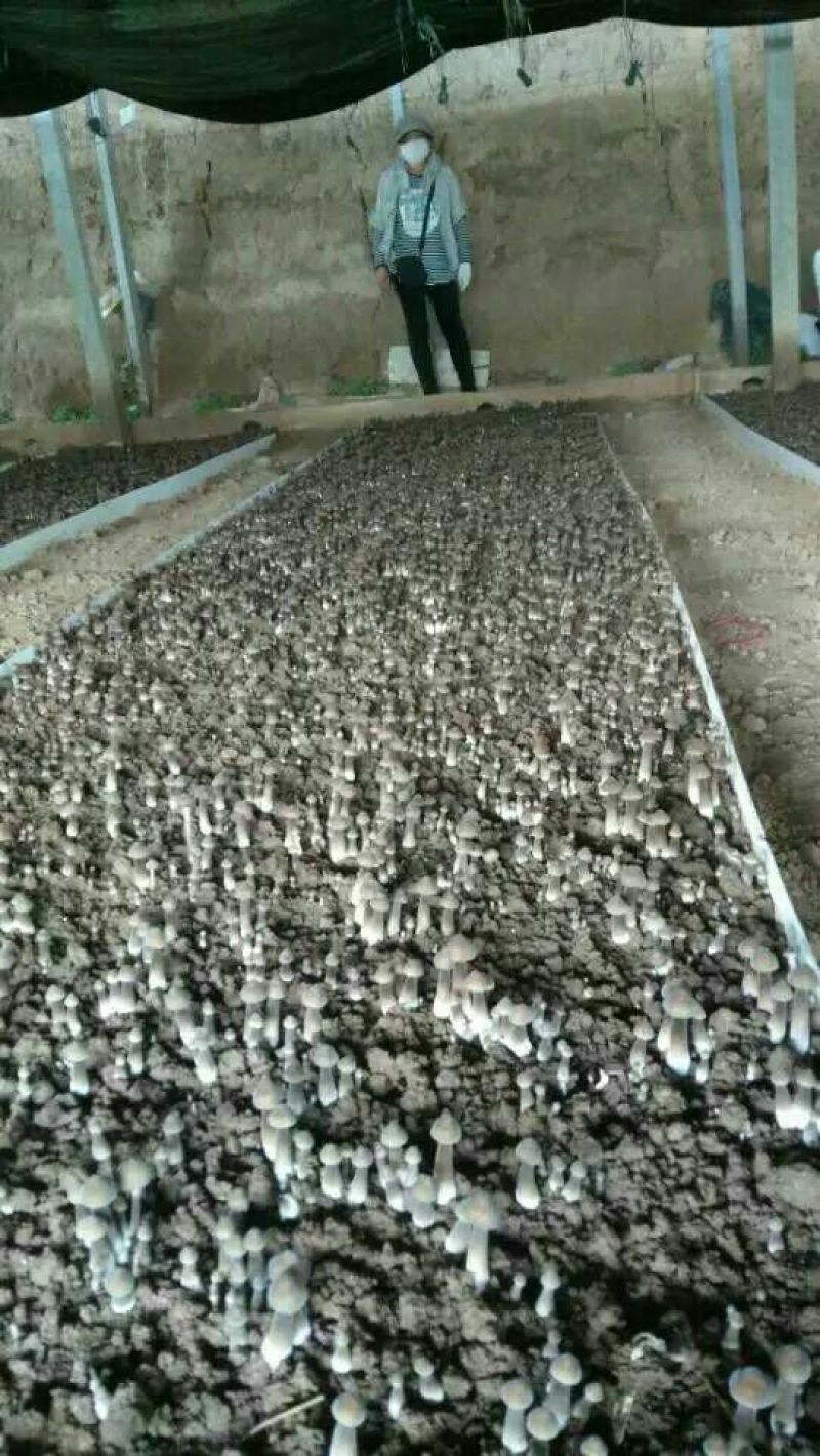 常年供应优质高产新一代黑皮鸡枞菌包