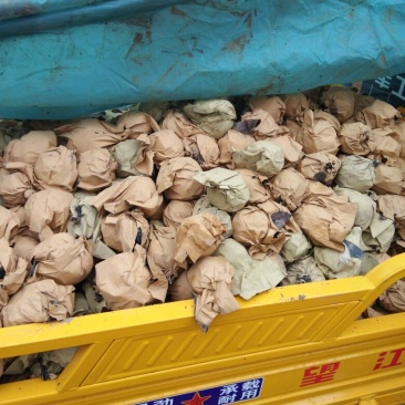 晚秋黄梨300~350g纸箱