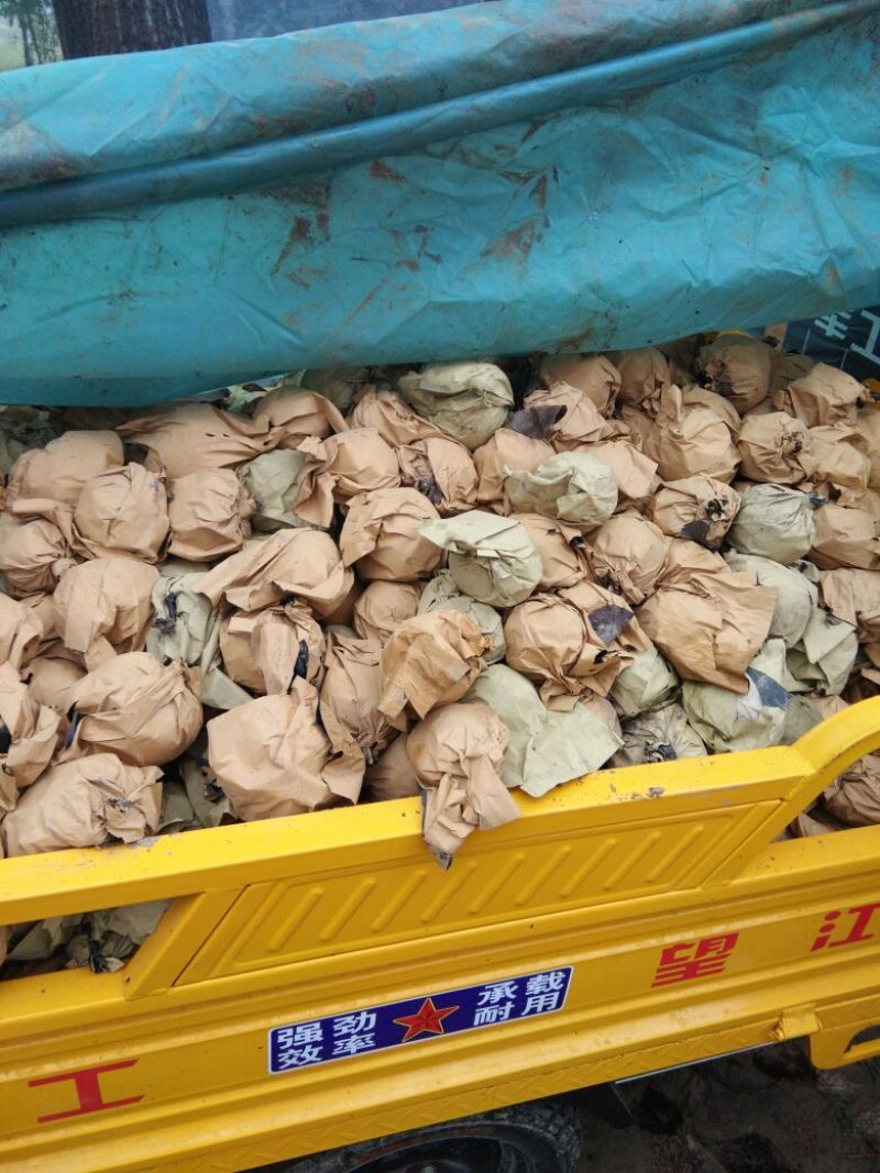晚秋黄梨300~350g纸箱