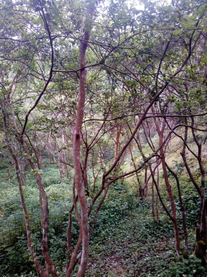 茶油