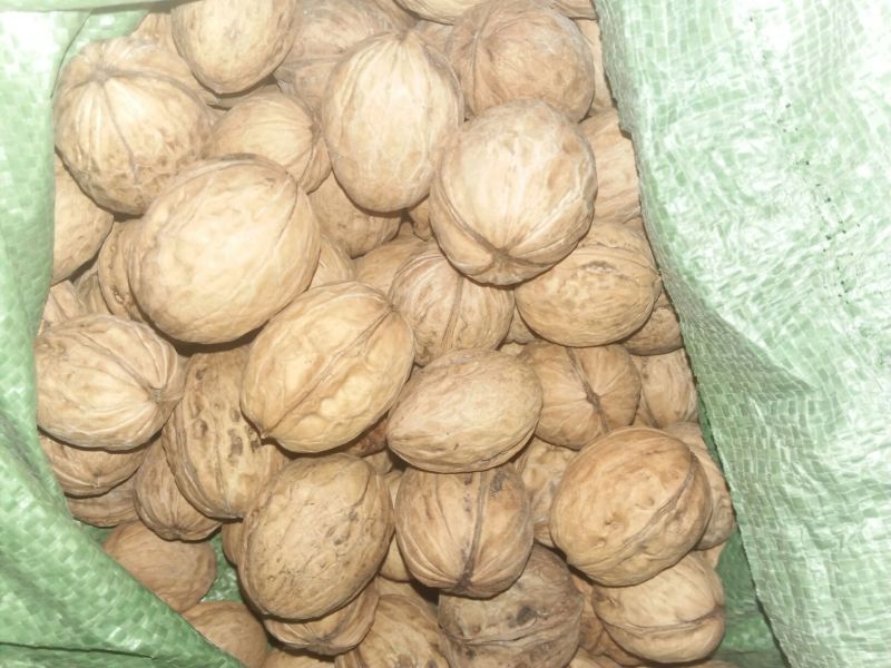 香玲核桃30mm以上去皮干