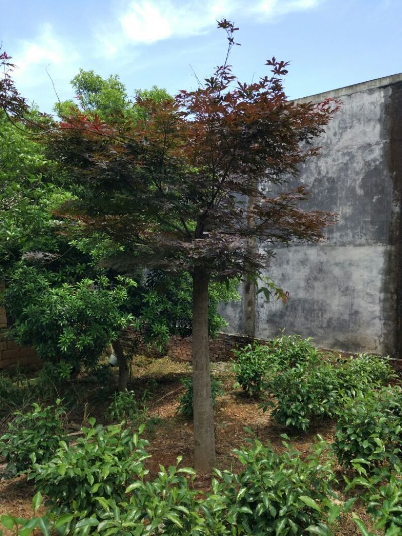 红枫，日本红枫，红枫小苗，精品红枫，浏阳嫁接红枫价格