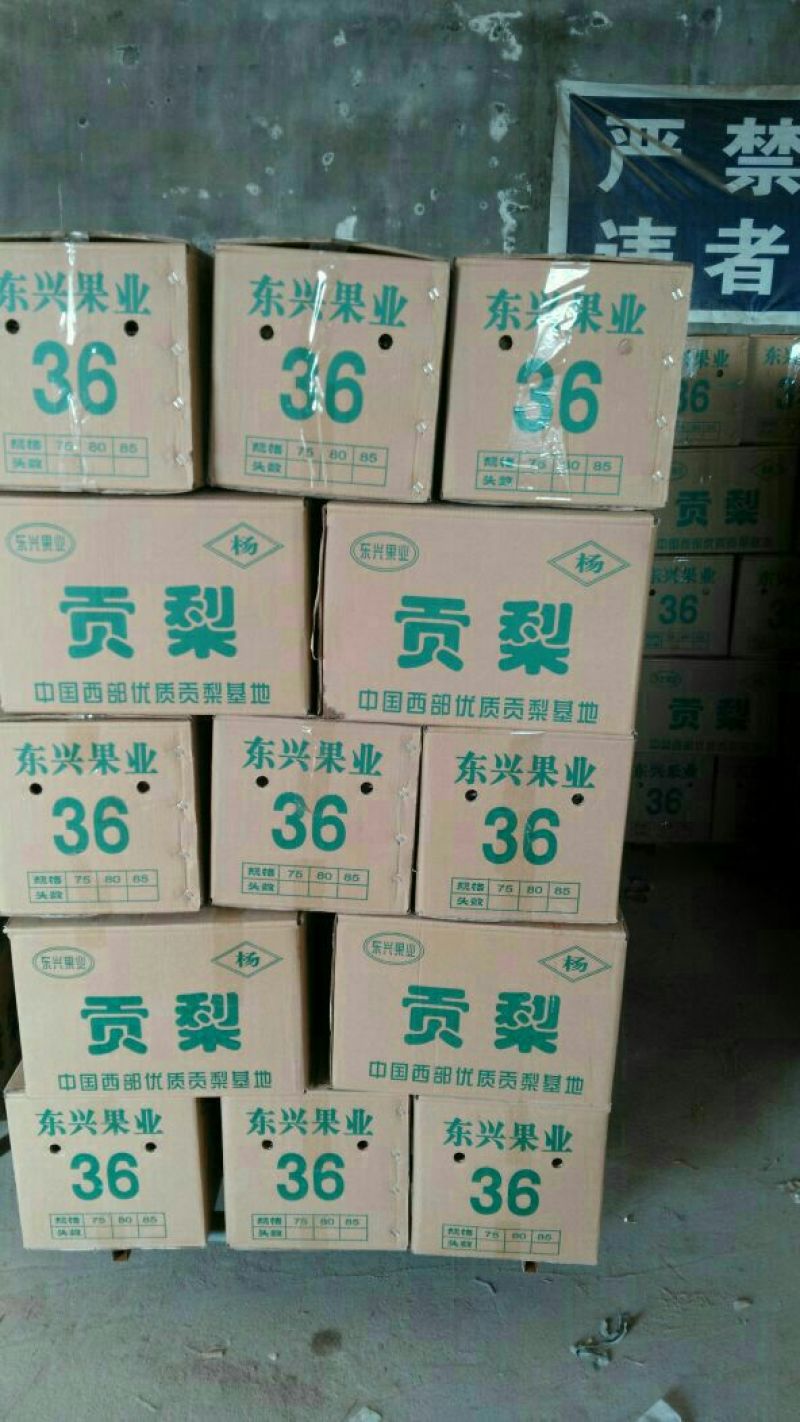 酥梨