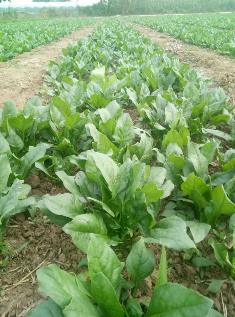 秋菠菜25~30厘米