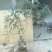 映山红5~10cm