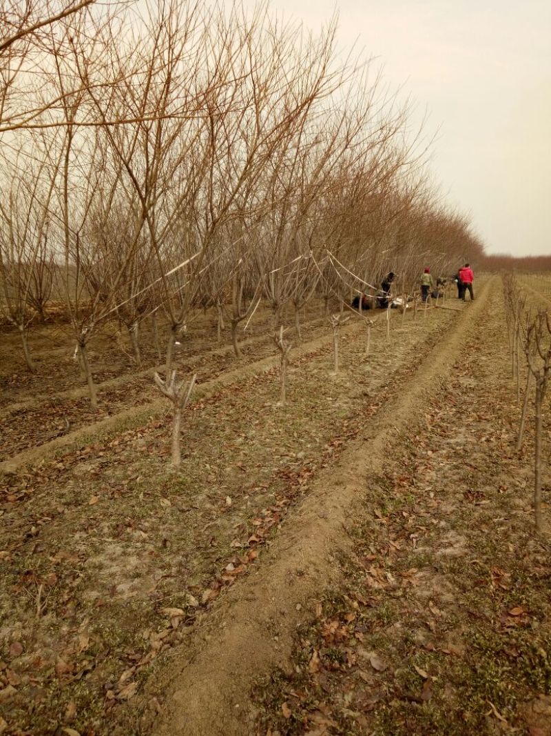 红叶碧桃10~12cm，紫叶碧桃8-10公分，12