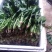 越冬菠菜15~20厘米