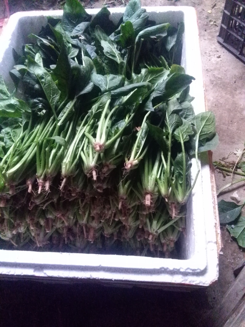 越冬菠菜15~20厘米