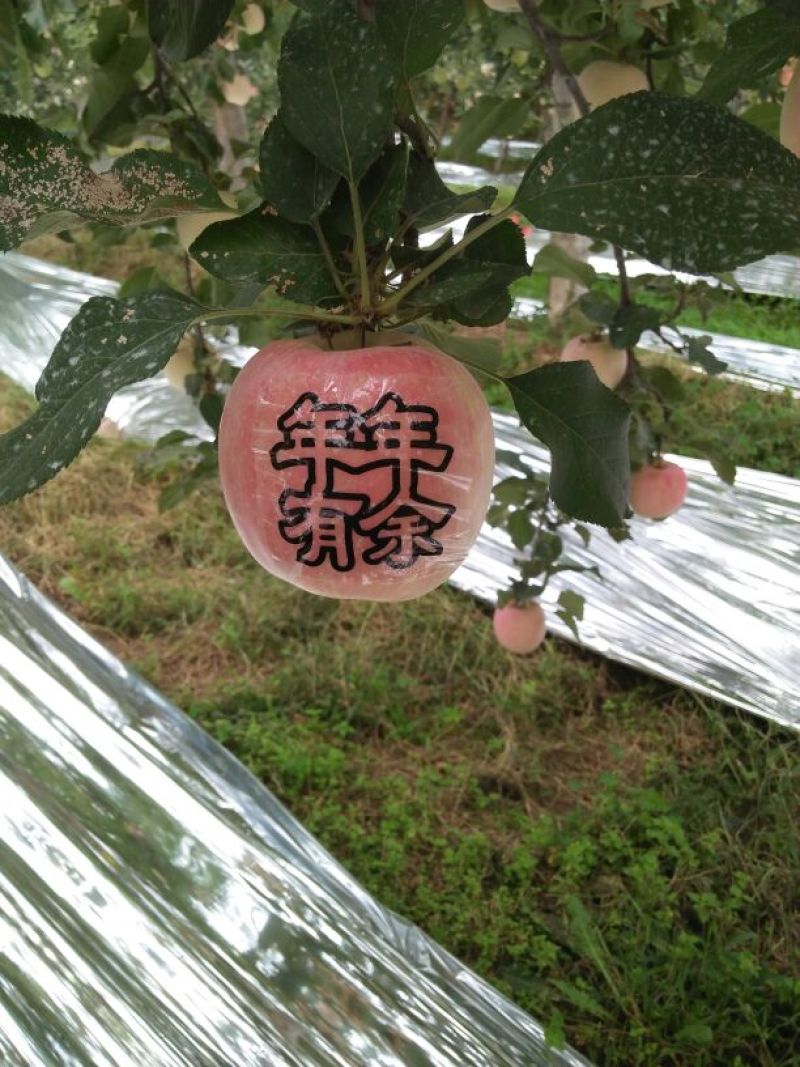 红富士苹果80mm以上甘肃平凉红富士苹果农民伯伯直销