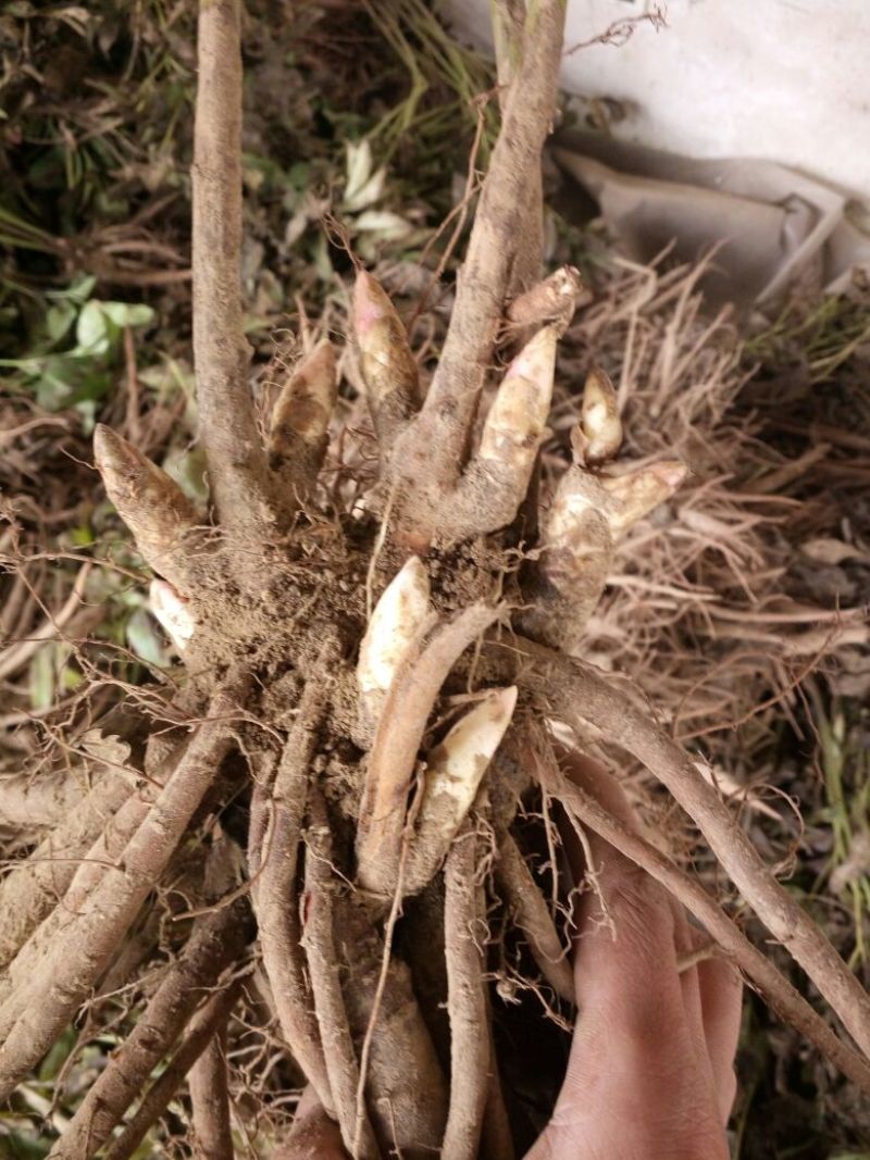 多花芍药2~4cm0.5米以下