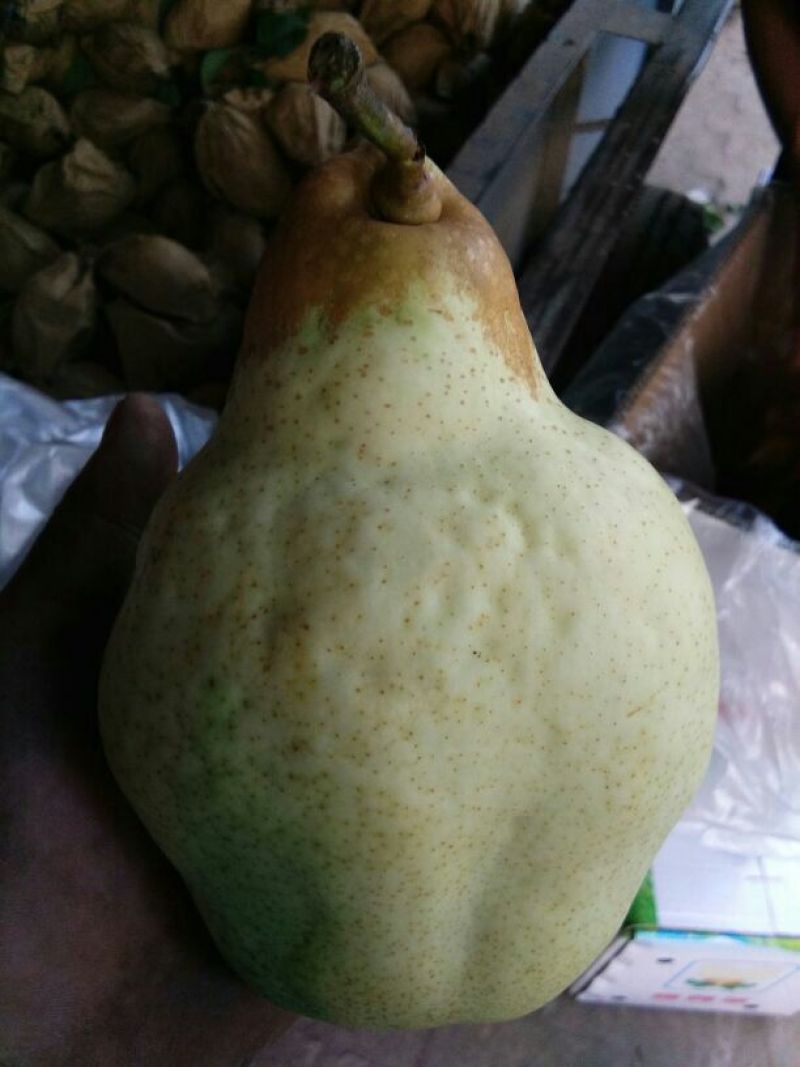 贵妃梨600g以上纸箱