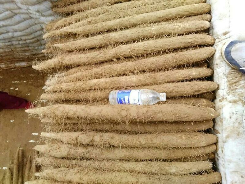 麻山药3~4厘米