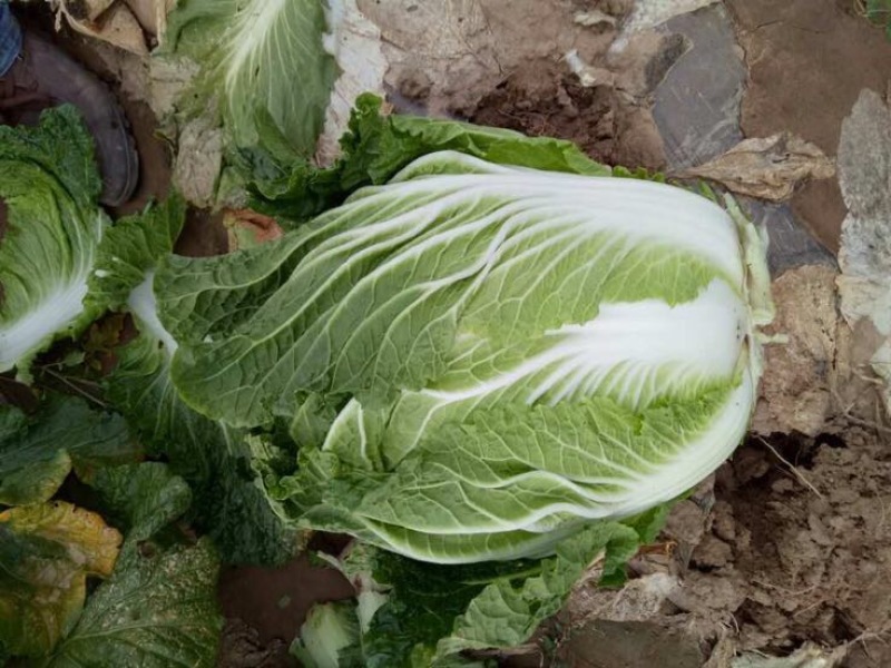 大白菜