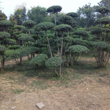 女贞造型树河南鄢陵批发生产基地