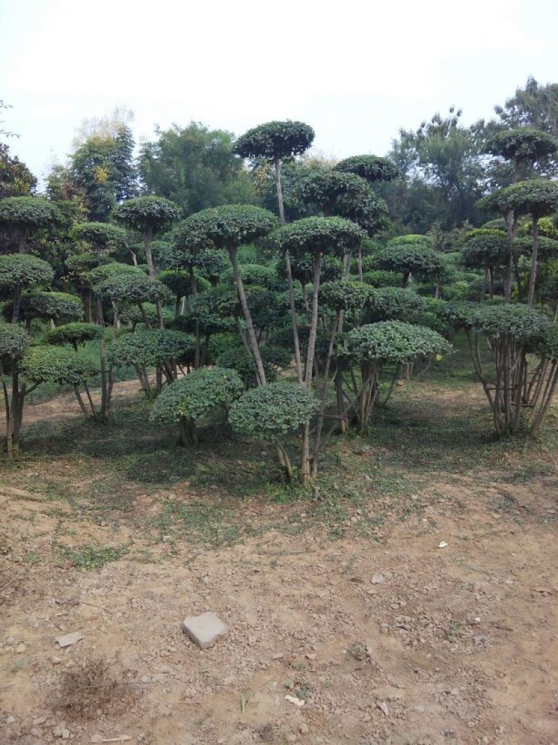 女贞造型树河南鄢陵批发生产基地