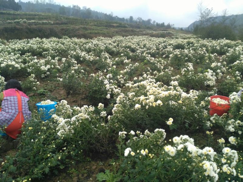 白菊花茶