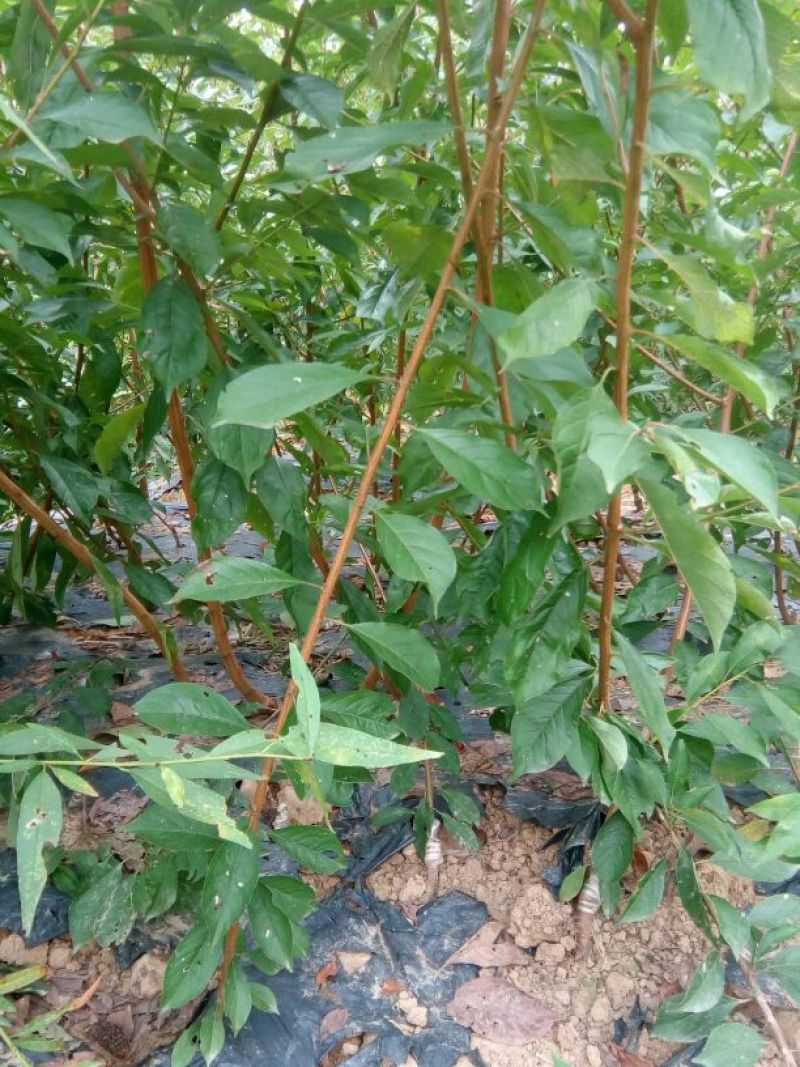 (李子苗)脆红李子树苗，一至二年苗。一手货源，基地直发