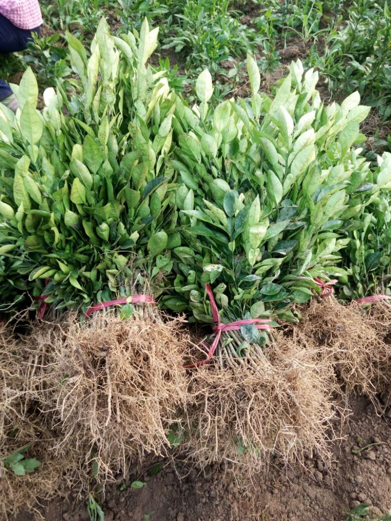毛桃树苗30cm以下