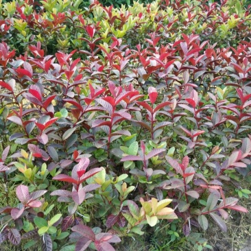 番石榴苗50~80cm