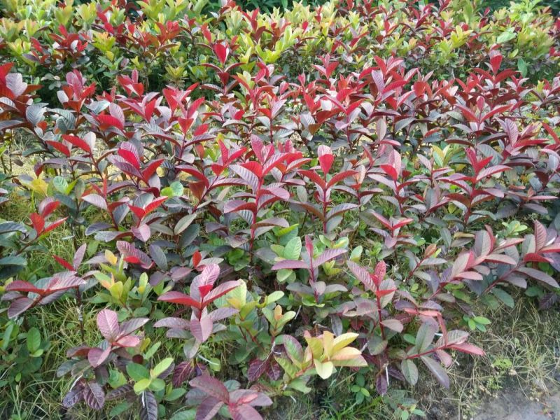 番石榴苗50~80cm