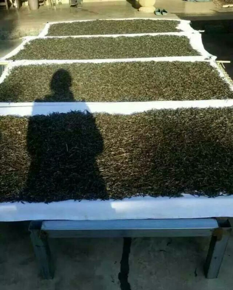 百年大树茶特级