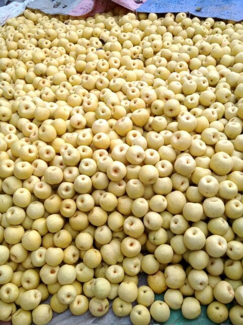 酥梨，250~300g，光果，大上市，万亩产地自销