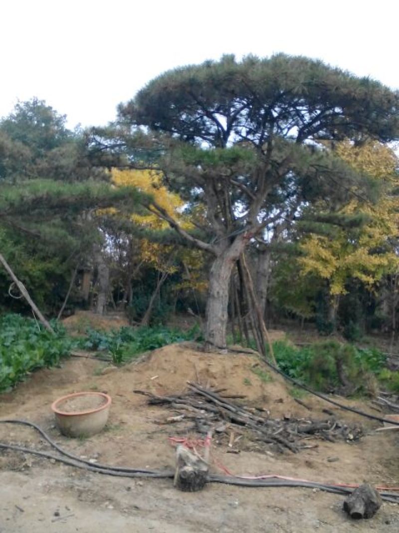 造型松12公分