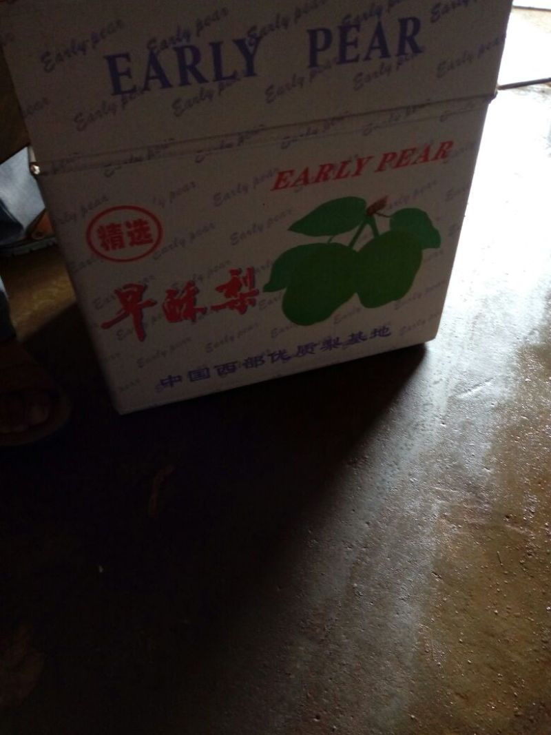 早酥梨150~200g光果