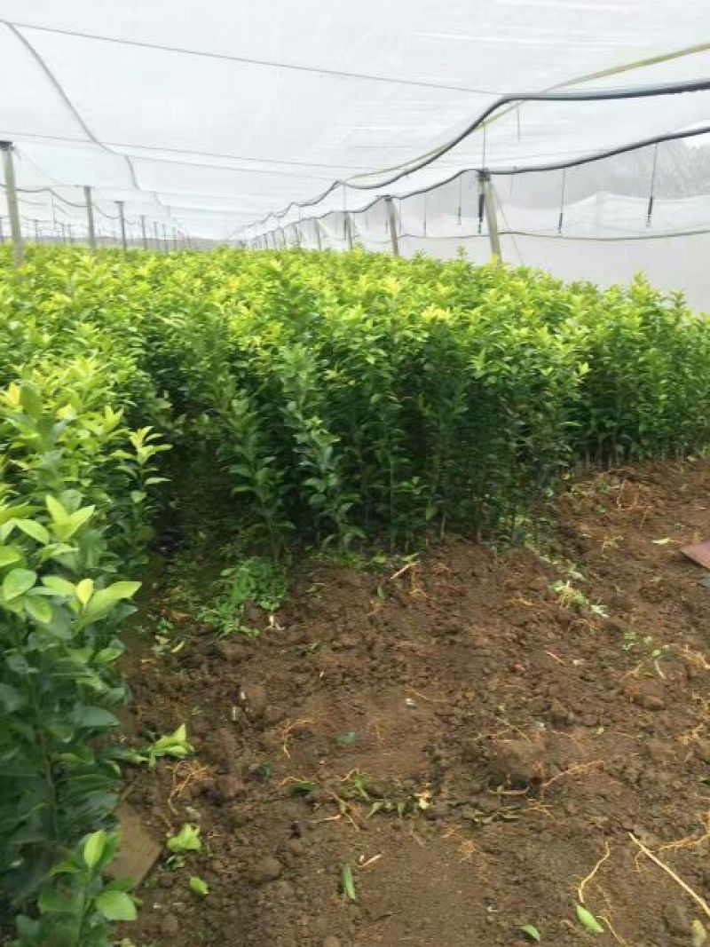 默科特果苗80~120cm