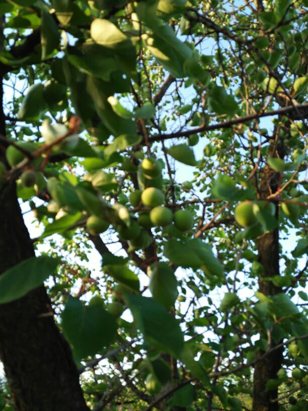 金太阳杏甘肃庆阳市合水县_批发_供应-一亩田