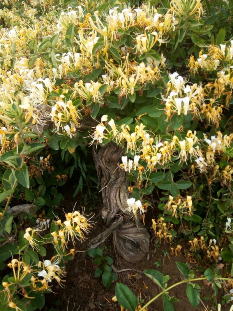 金银花1米以下