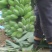 粉蕉九成熟