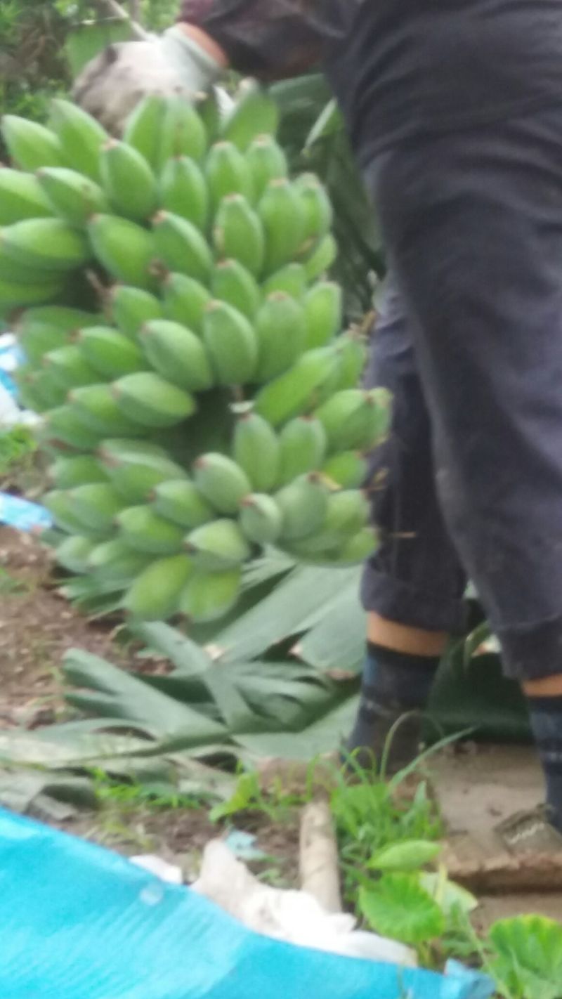 粉蕉九成熟