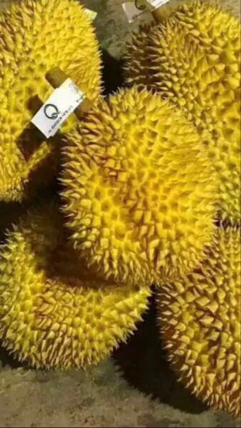 榴莲