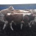 优质南阳肉牛犊200~300斤