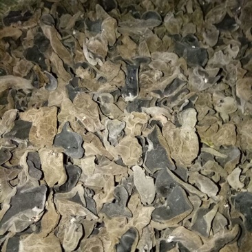 黑木耳一级