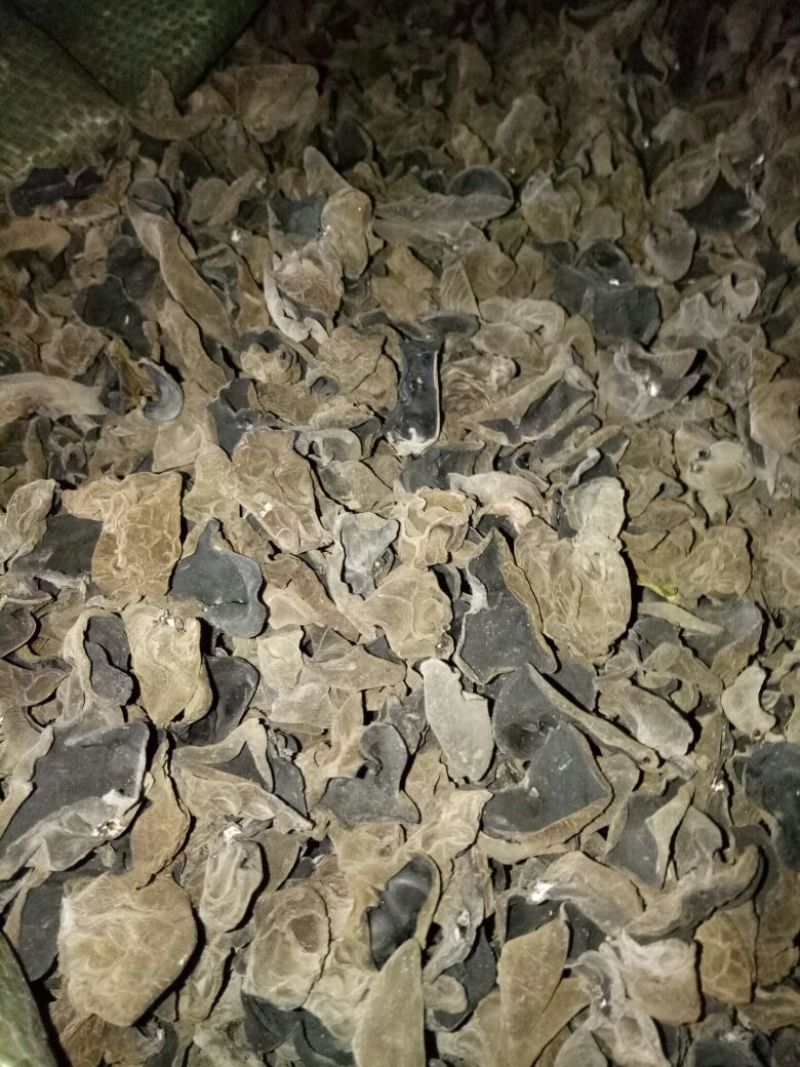 黑木耳一级